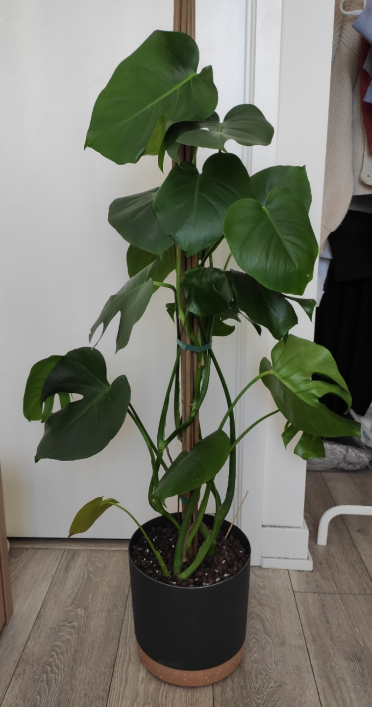 Two big Monstera Deliciosa Plants with Totem - photo 2