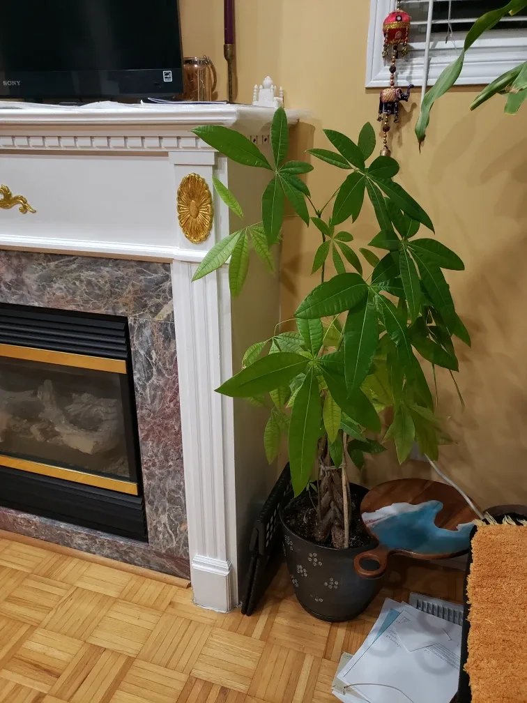 Healthy Money Tree Plant image indicator(3)