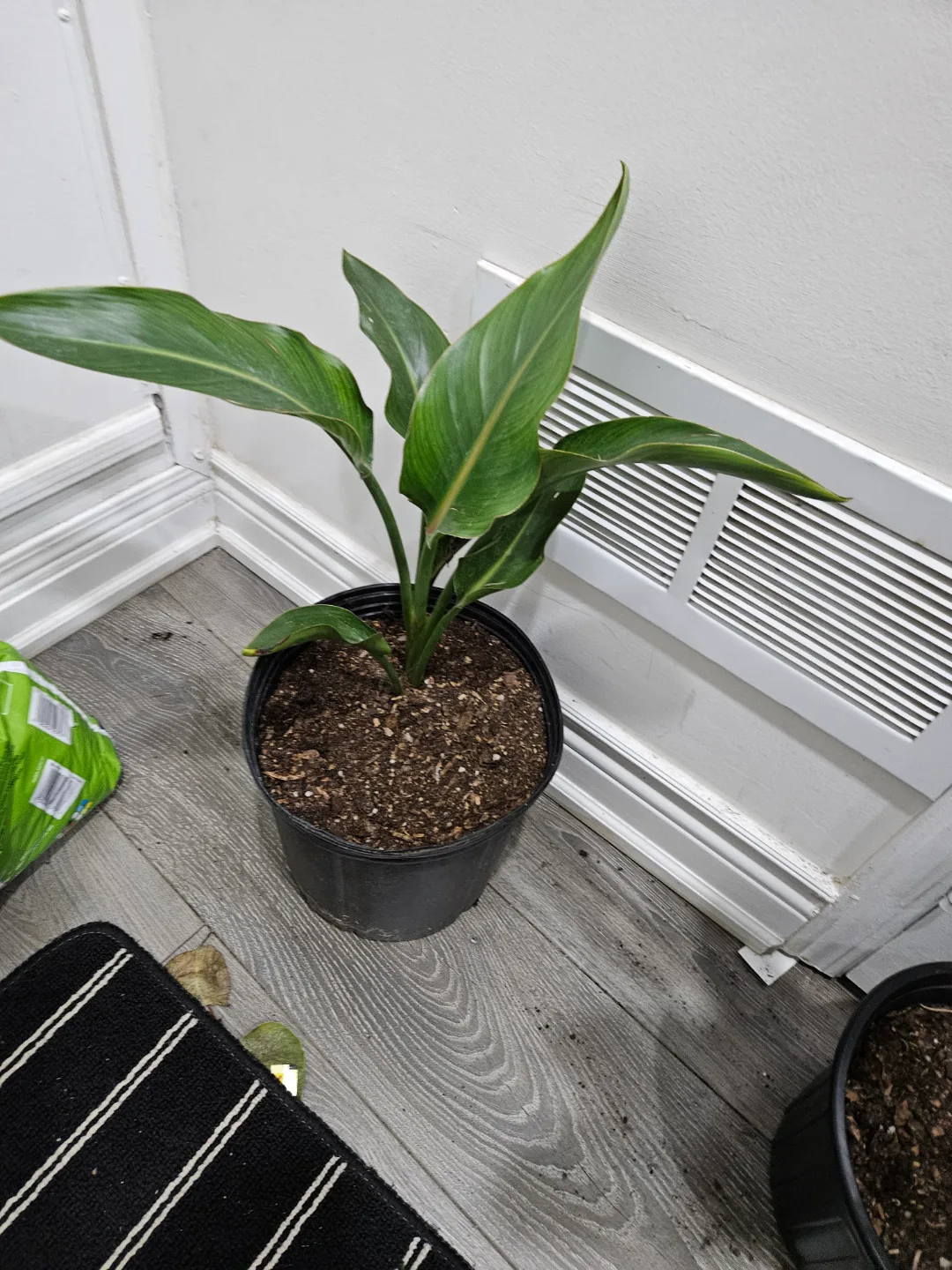 Bird of Paradise Plant orange 💚 image indicator(2)