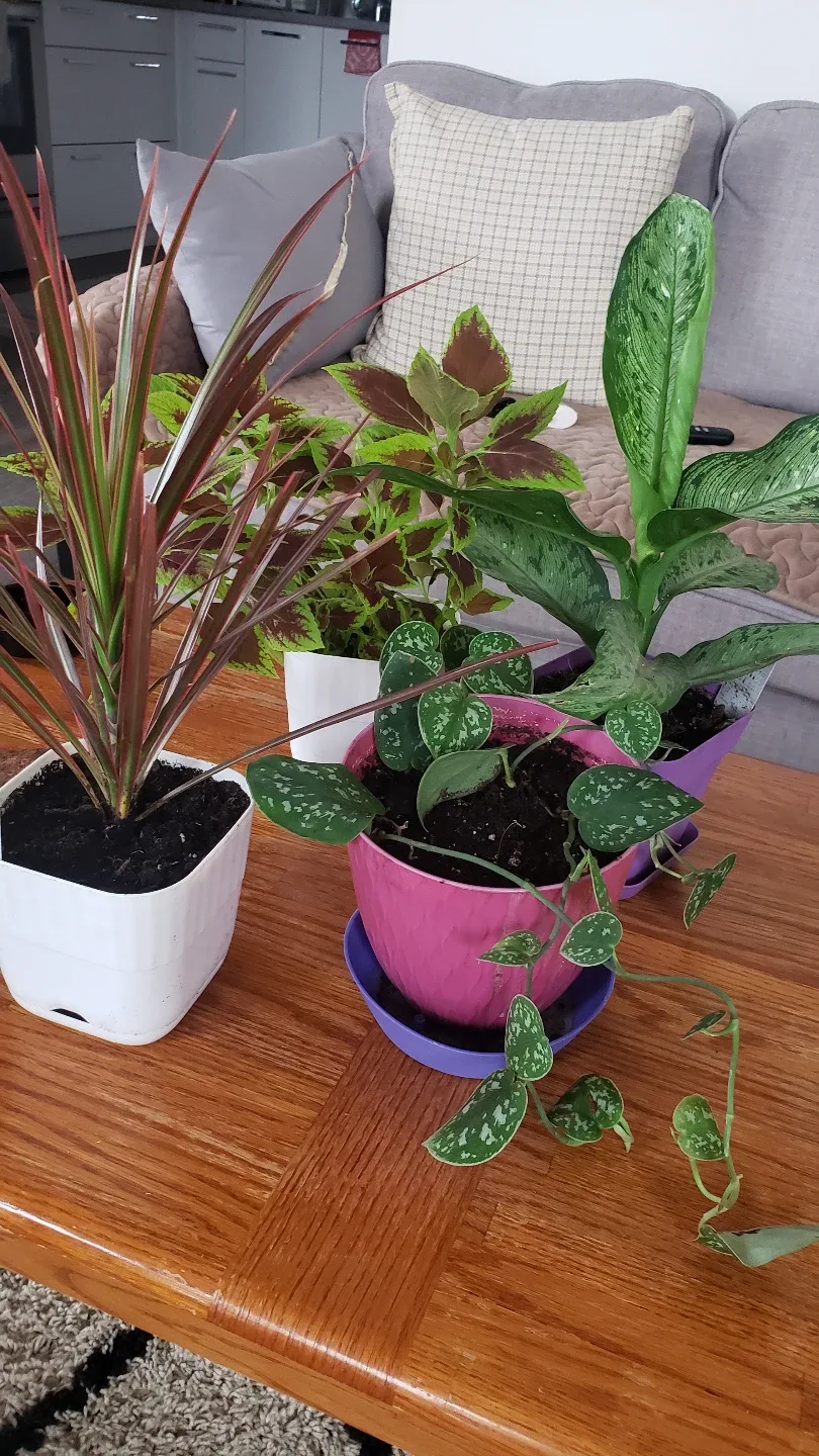 plants thumbnail