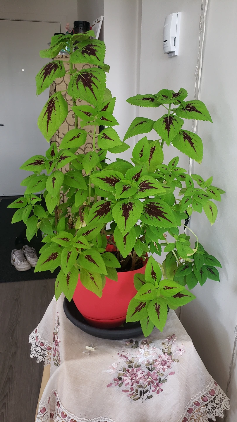 Houseplant Bundle - Monstera, Rubber Plant, Coleus, Dracaena - photo 2
