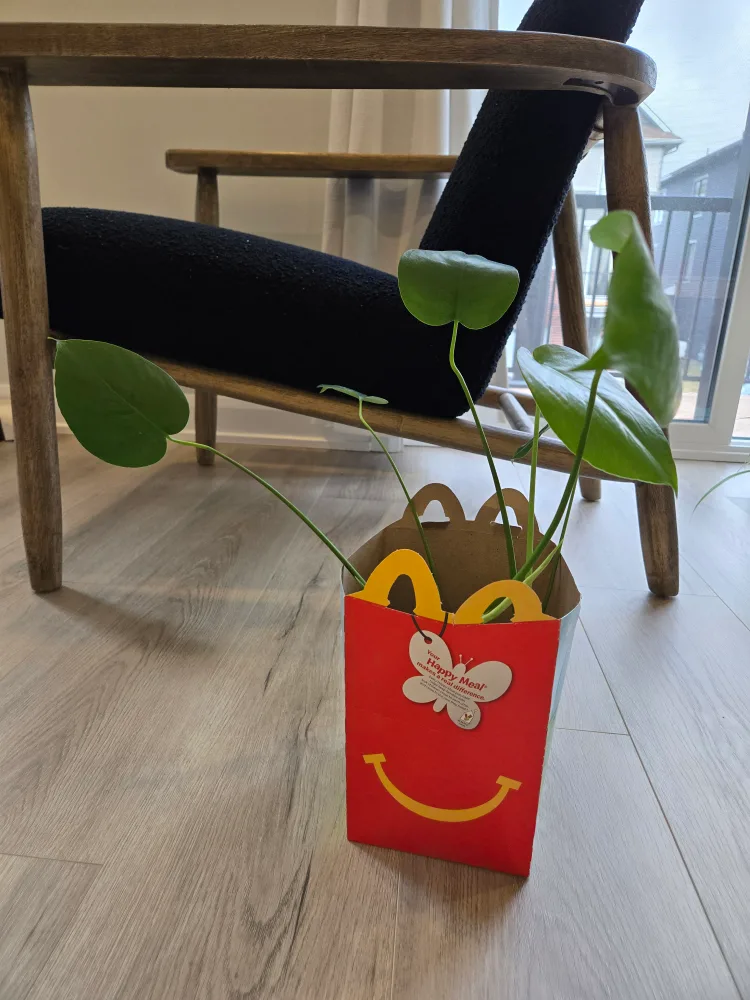 💚 Monstera Deliciosa Swiss Cheese Plant image indicator(2)