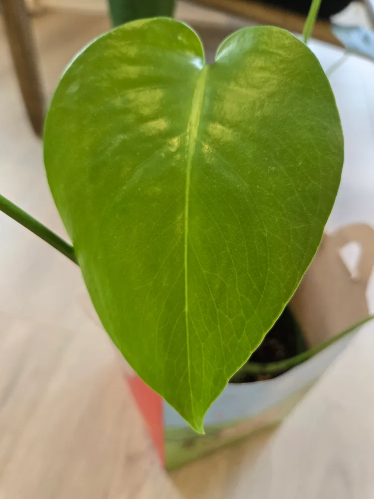 💚 Monstera Deliciosa Swiss Cheese Plant image indicator(3)