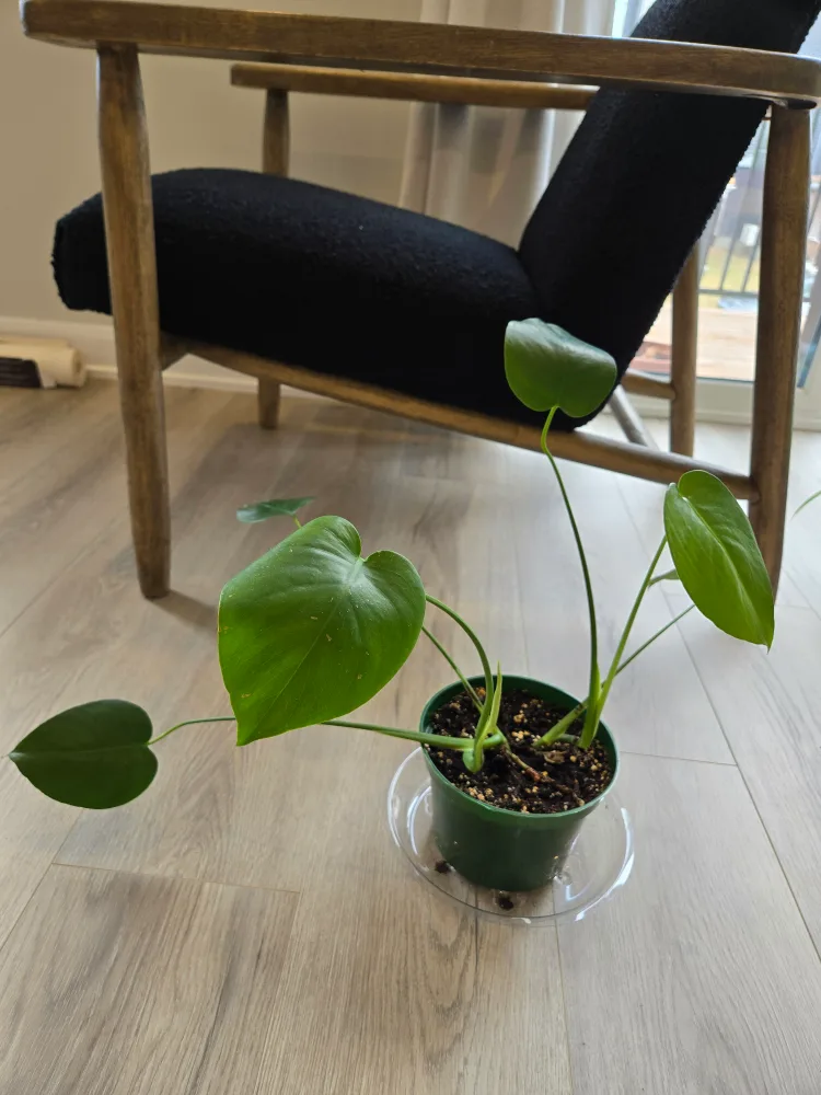 💚 Monstera Deliciosa Swiss Cheese Plant image indicator(4)