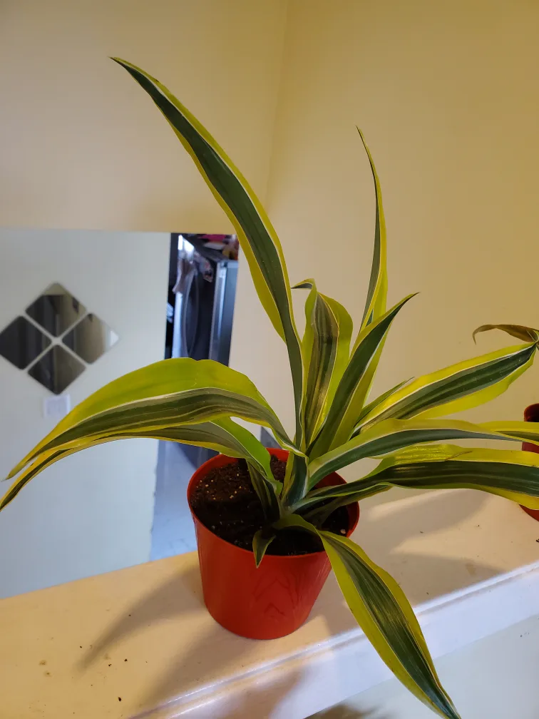 Dracaena Marginata lemon and lime thumbnail