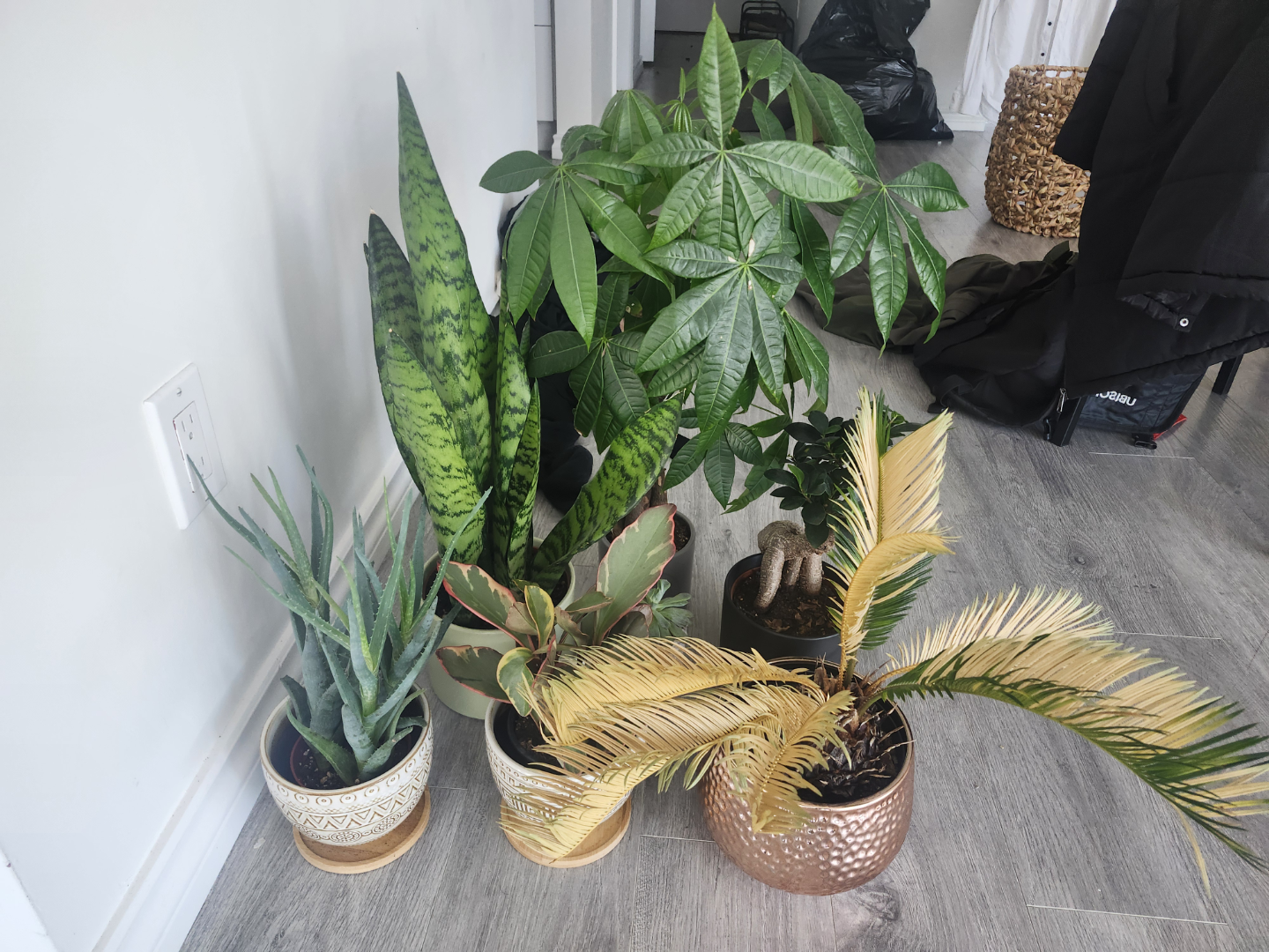 Indoor plant collection - 5 plants