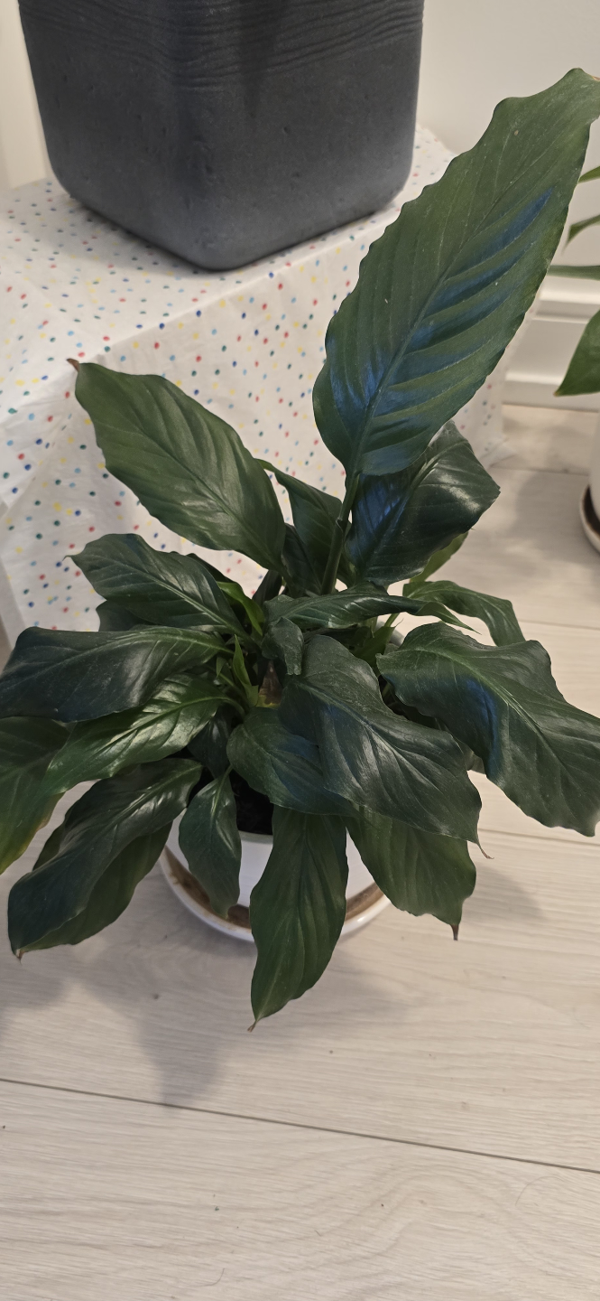 Peace Lily Houseplant with pot