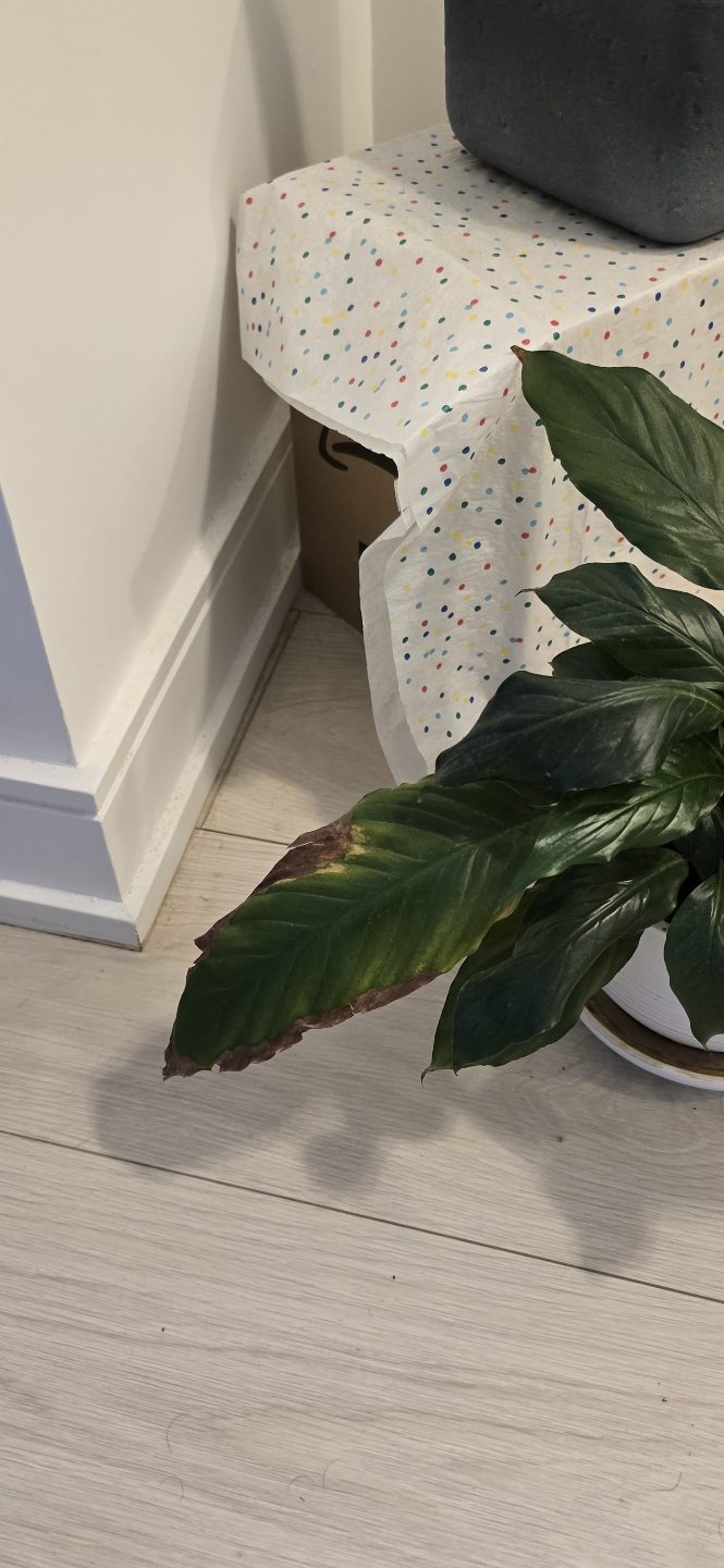 Peace Lily Houseplant with pot - photo 2