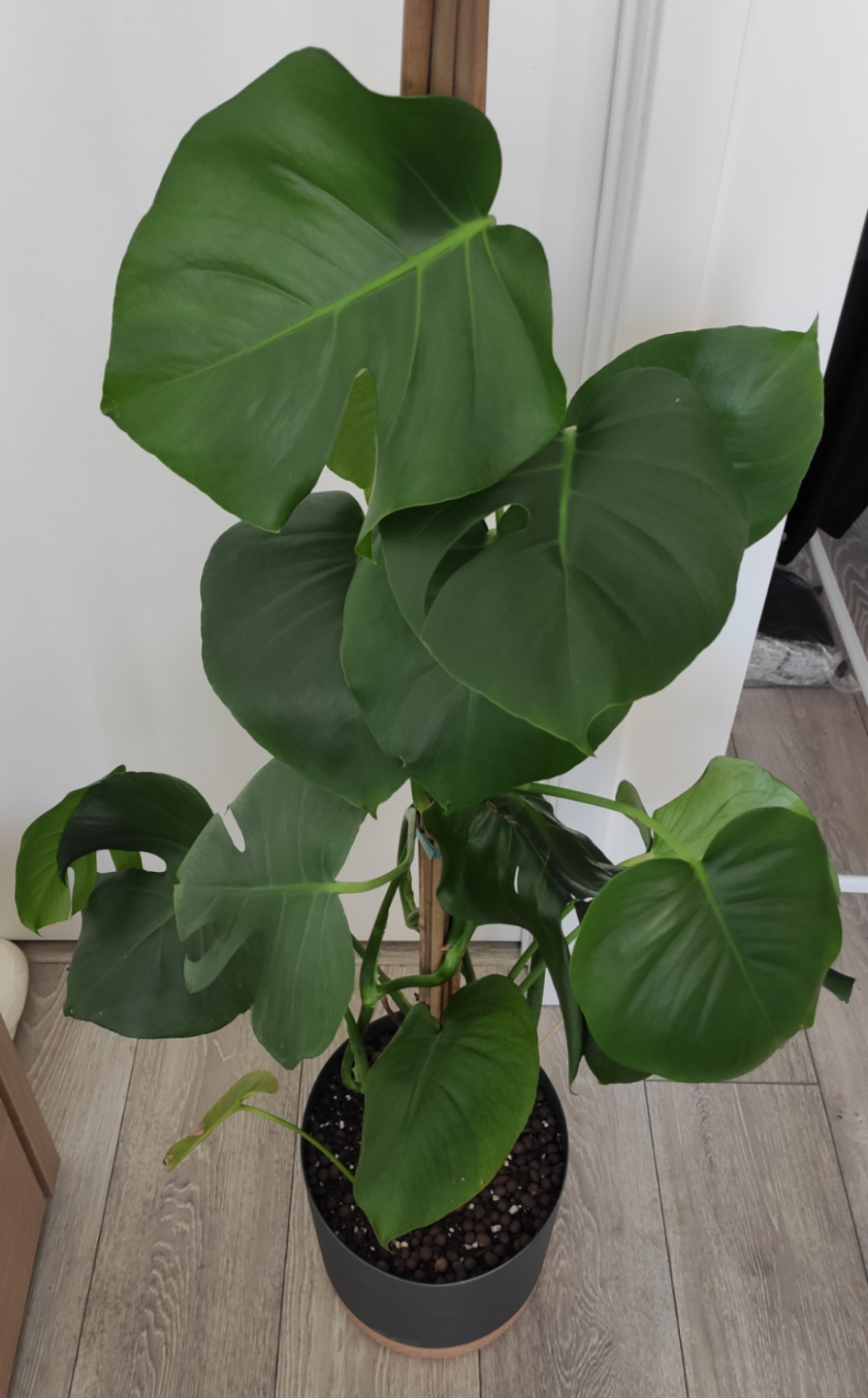 Two big Monstera Deliciosa Plants with Totem