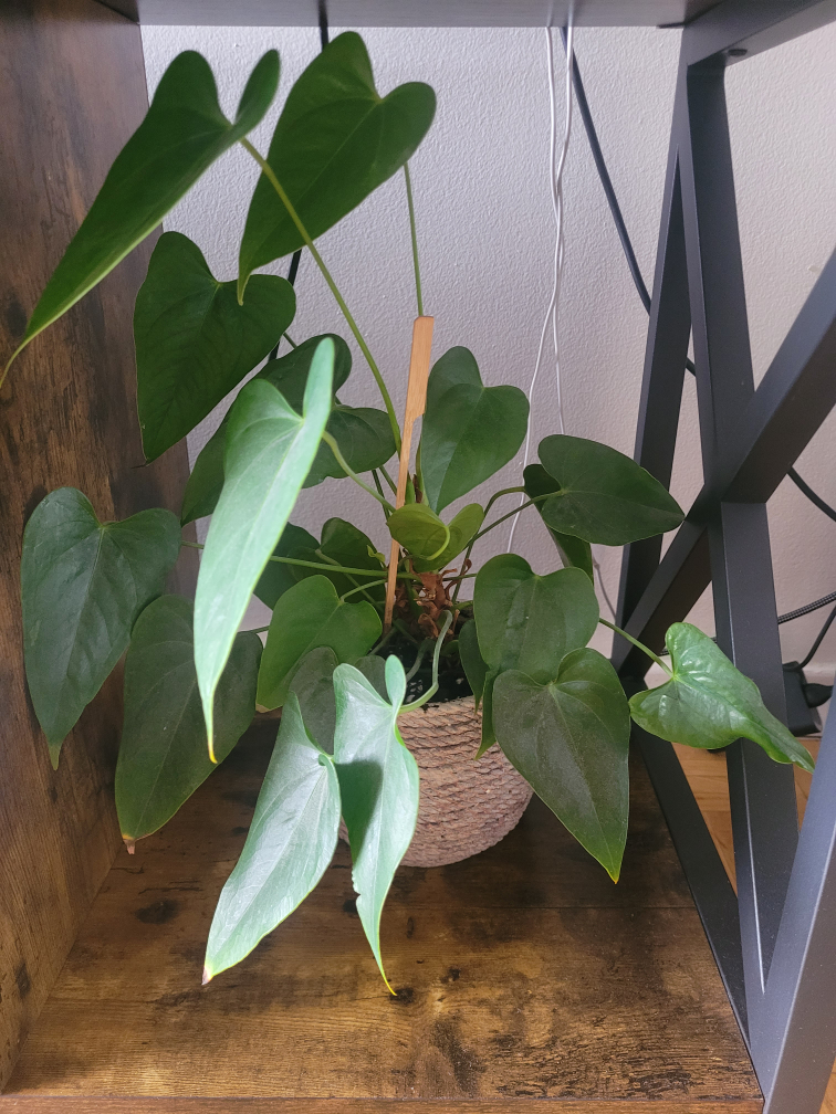 Anthurium Plant in Woven pot