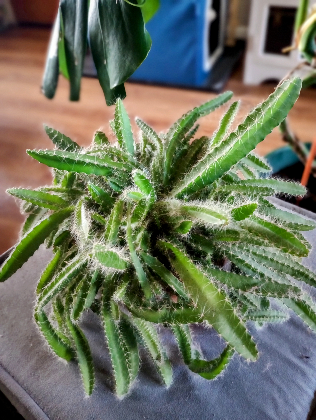 DRAGON FRUIT LIVE PLANT
