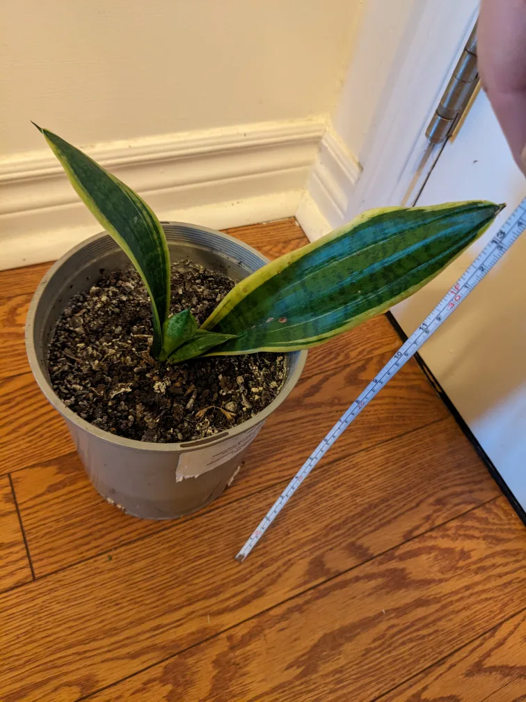 Snake Plant thumbnail