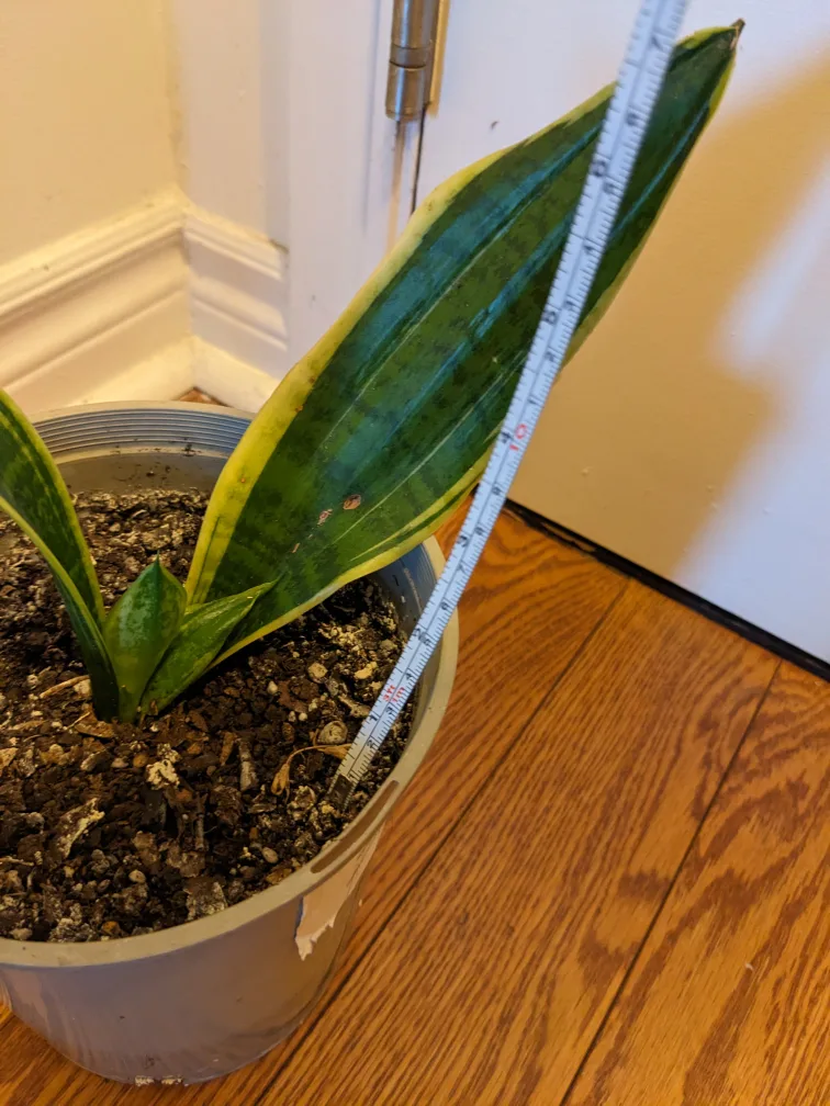 Snake Plant image indicator(2)