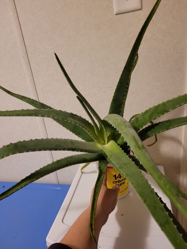 Large Aloe Vera Plant - photo 4