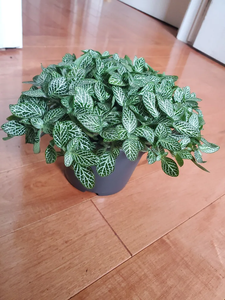 Fittonia Plant thumbnail