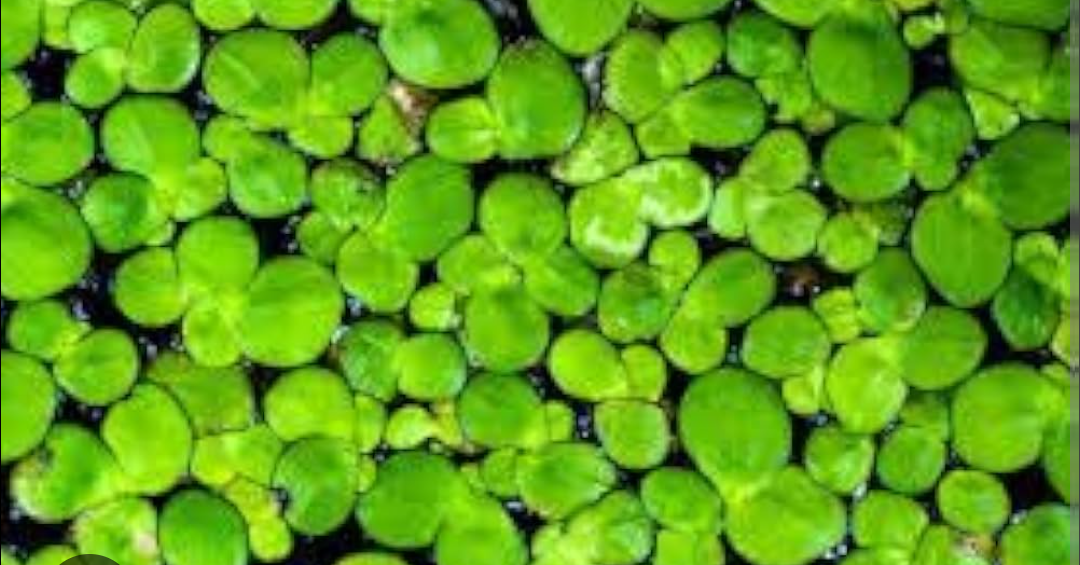Duckweed -  Aquarium