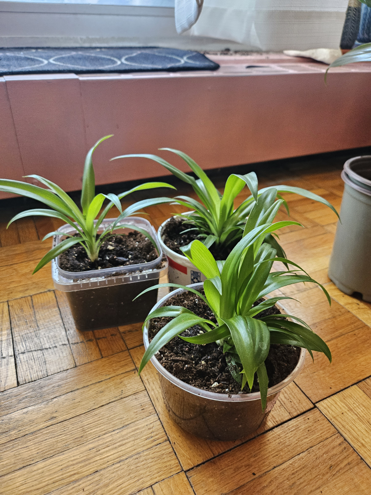 $2 EACH HOUSEPLANT BABIES (container included) - photo 3