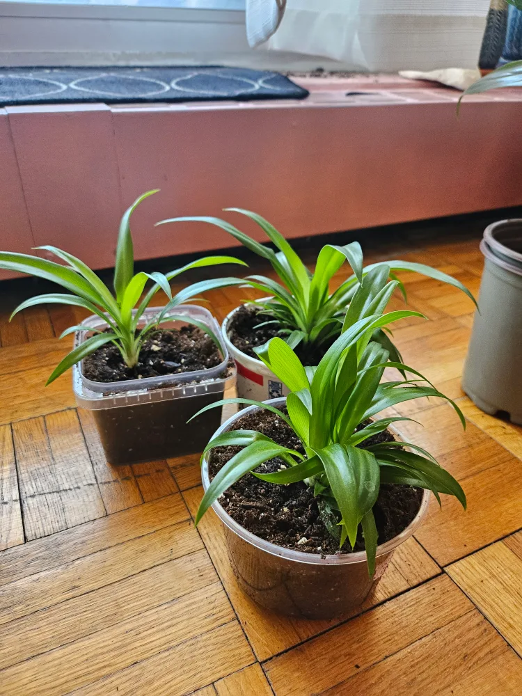 $2 EACH HOUSEPLANT BABIES (container included) image indicator(3)