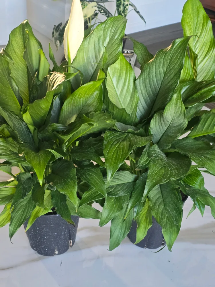 large silver peace lily 7"pot image indicator(9)