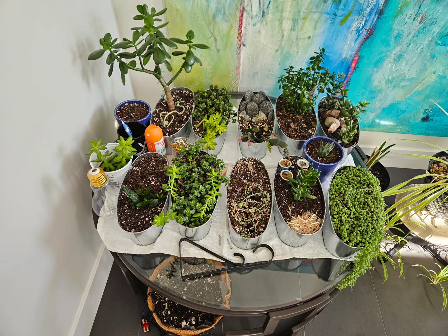 Collection of Houseplants thumbnail
