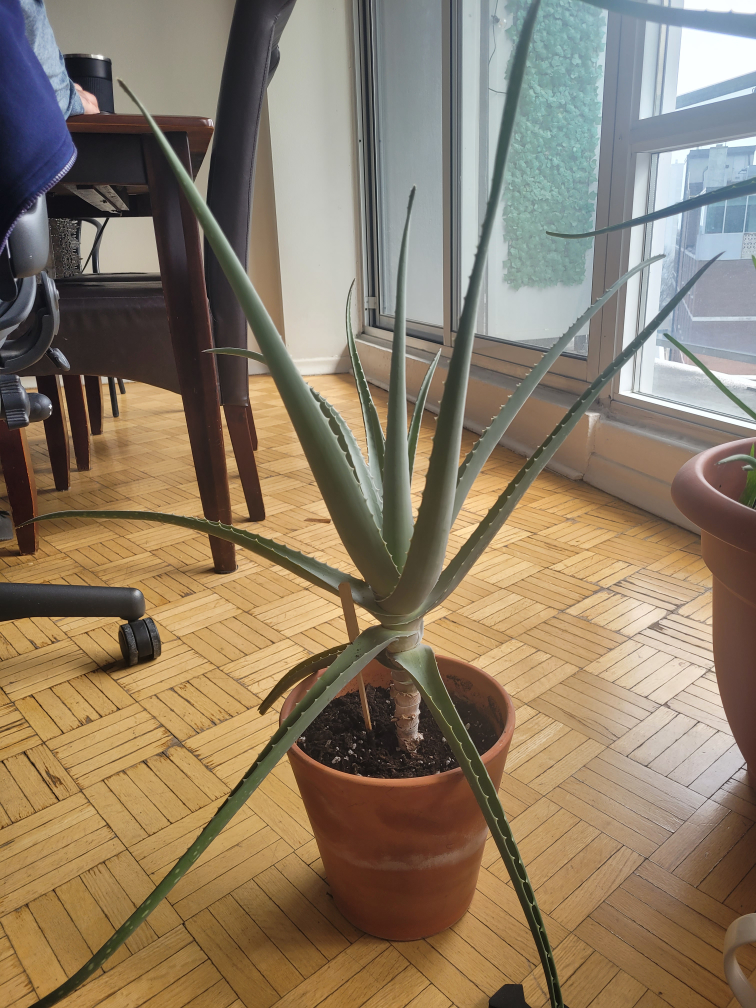 Aloe Vera Plant