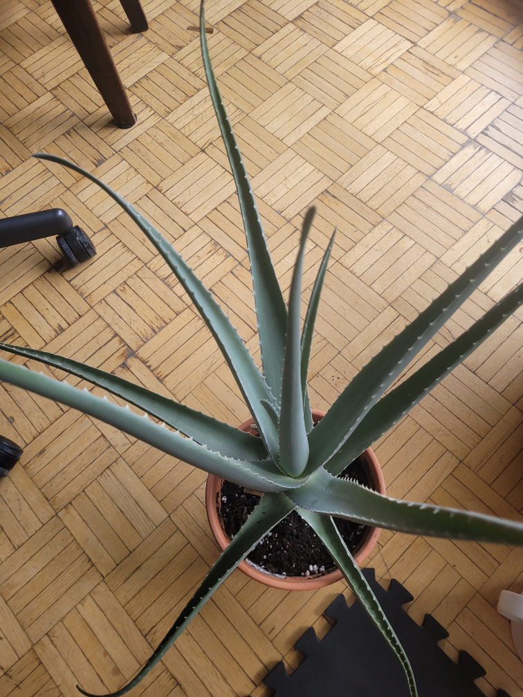 Aloe Vera Plant - photo 2