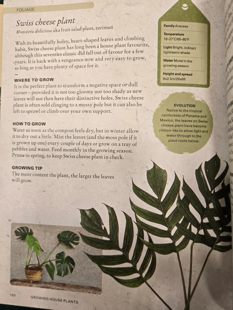 💚 Monstera Deliciosa Swiss Cheese Plant image indicator(5)