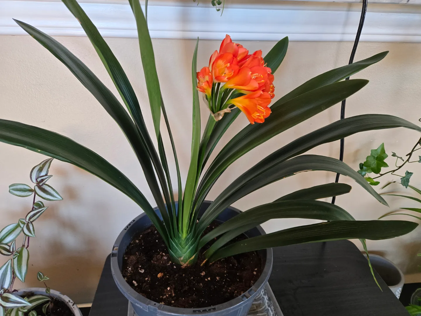 Blooming Clivia plant image indicator(2)