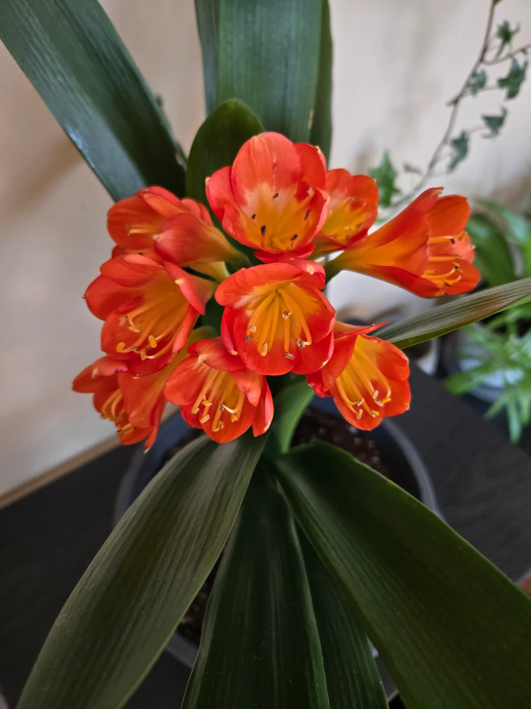 Blooming Clivia plant image indicator(3)