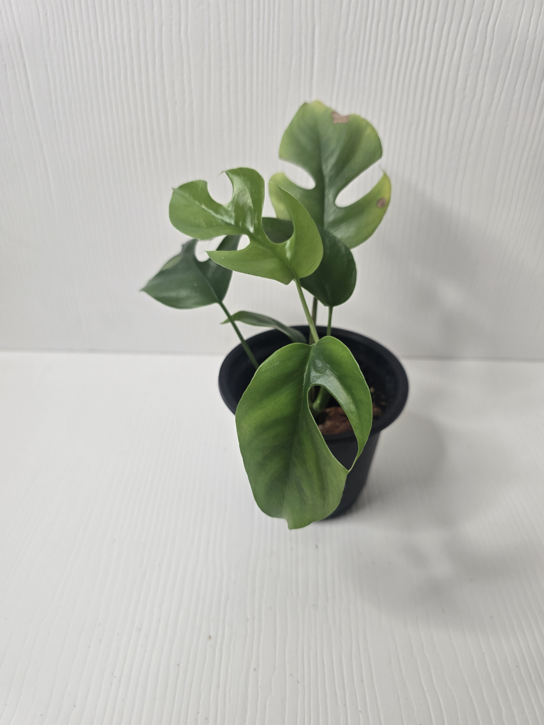 Mini Monstera