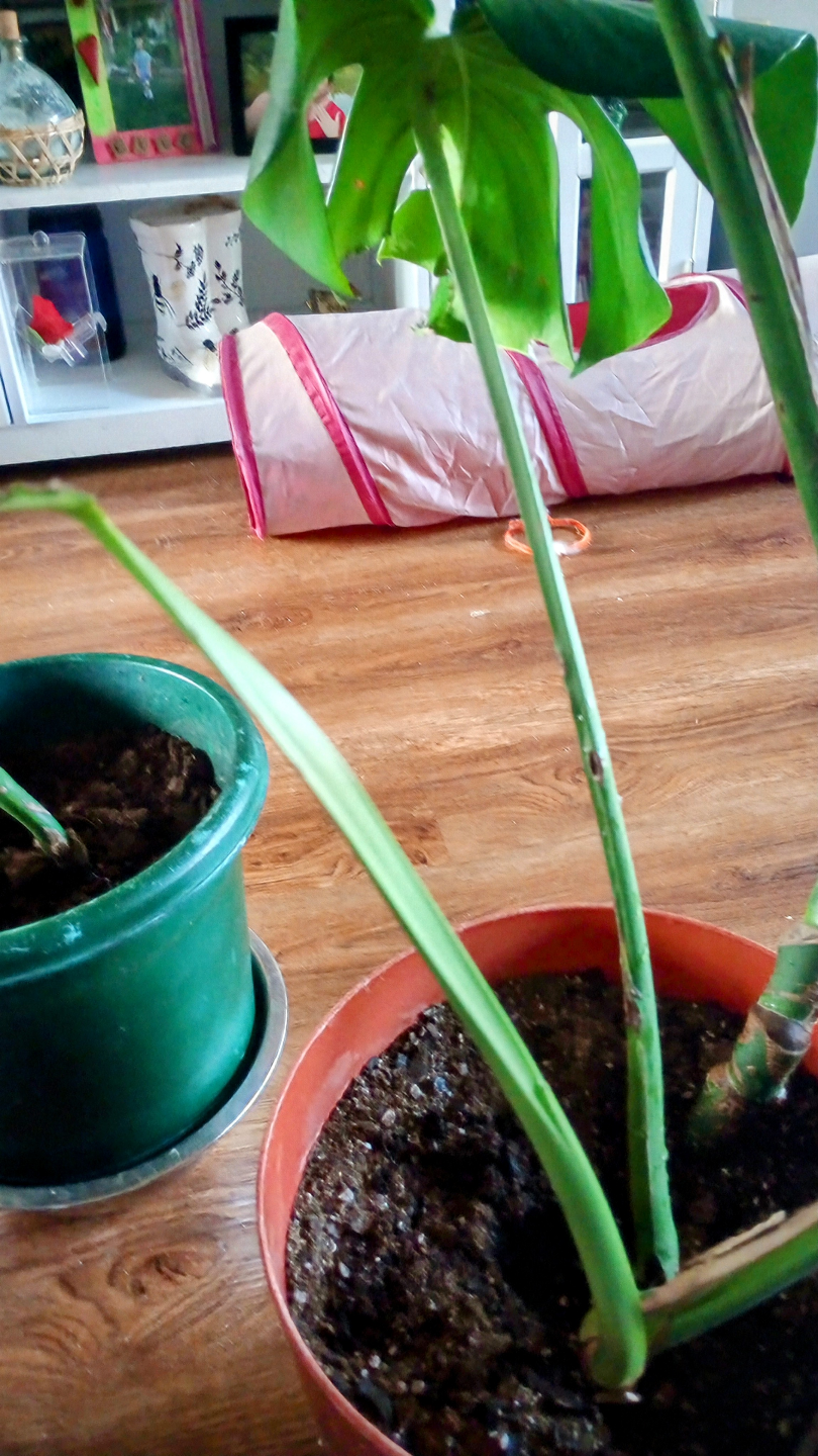 MONSTERA LIVE PLANTS - photo 5