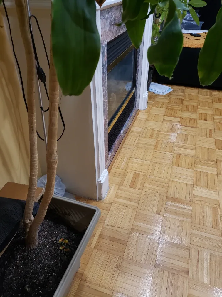 Large Dracaena Marginata Plant image indicator(3)