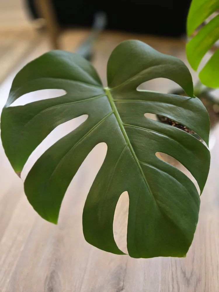💚 Monstera deliciosa plant thumbnail