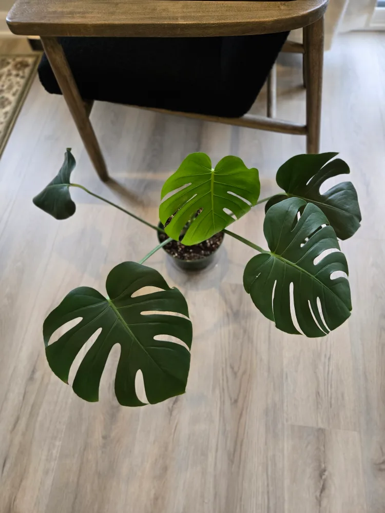💚 Monstera deliciosa plant image indicator(2)