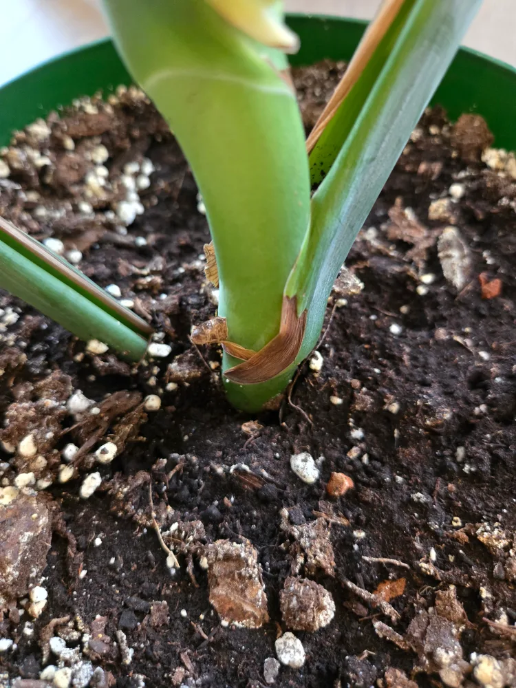 💚 Monstera deliciosa plant image indicator(3)