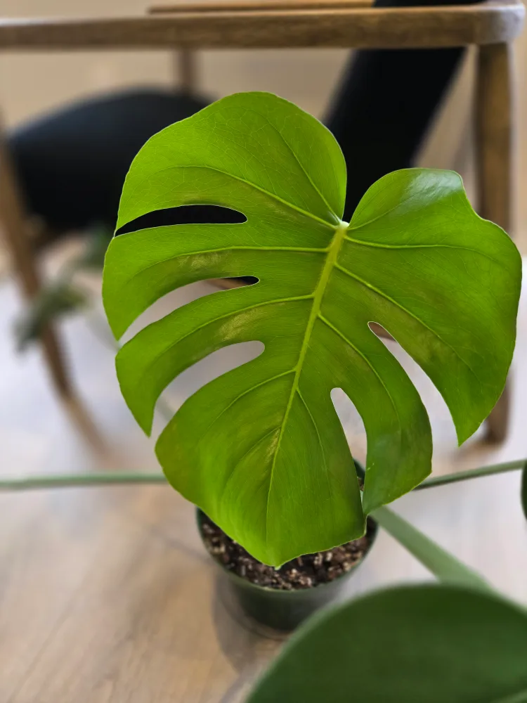 💚 Monstera deliciosa plant image indicator(4)