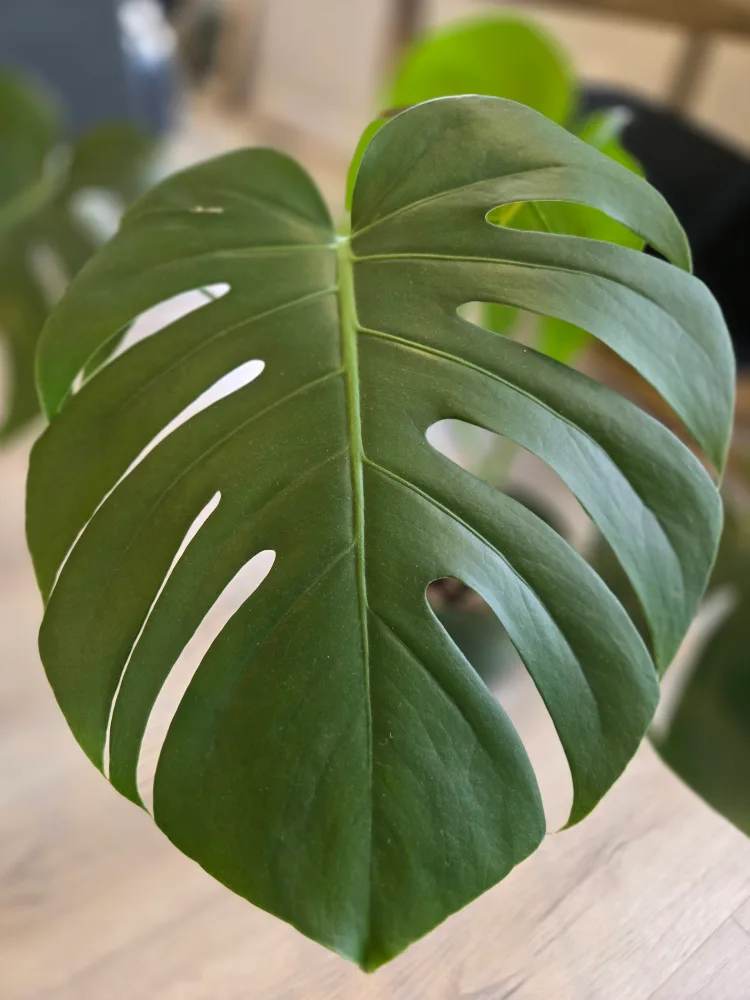 💚 Monstera deliciosa plant image indicator(5)