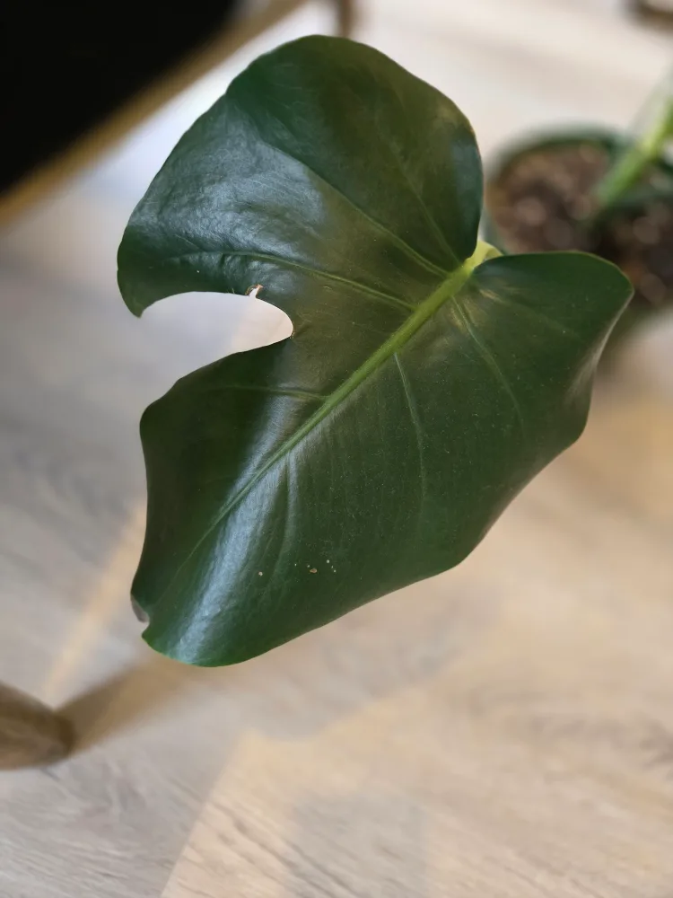 💚 Monstera deliciosa plant image indicator(7)