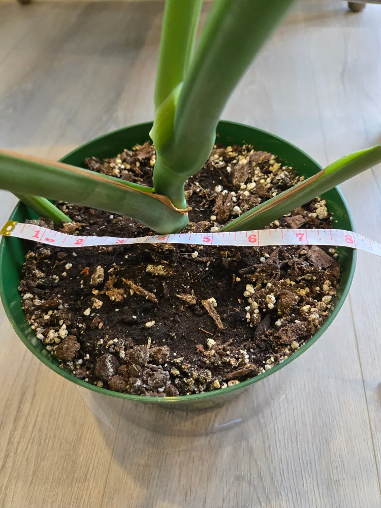 💚 Monstera deliciosa plant image indicator(8)