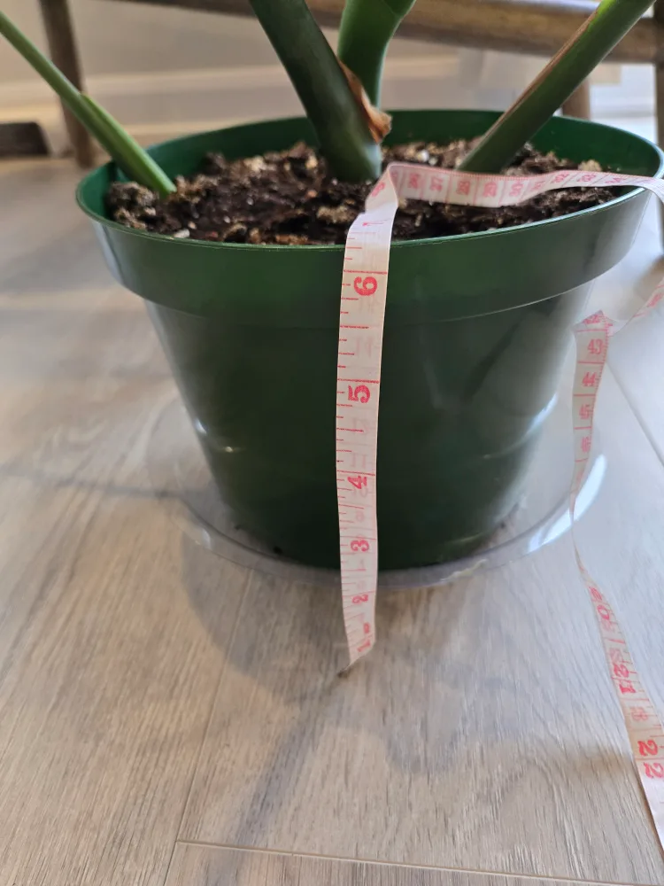 💚 Monstera deliciosa plant image indicator(10)