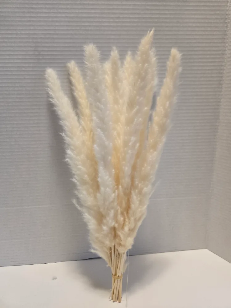 Dried Pampas Grass - 10 Stems thumbnail