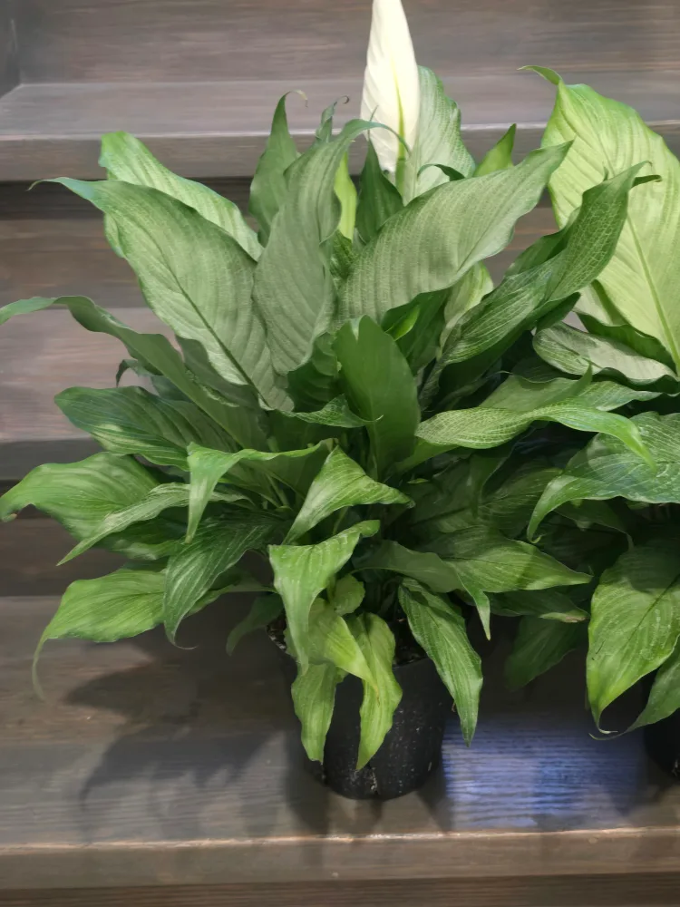 large silver peace lily 7"pot image indicator(4)