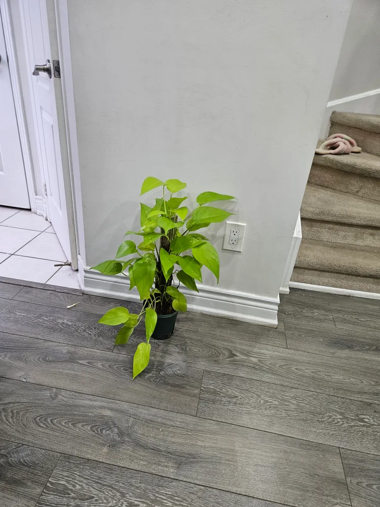 totem Pothos noen image indicator(2)