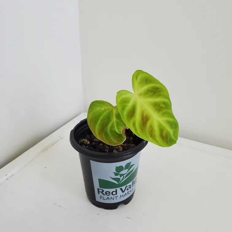 Philodendron Verrucosum 💚 thumbnail