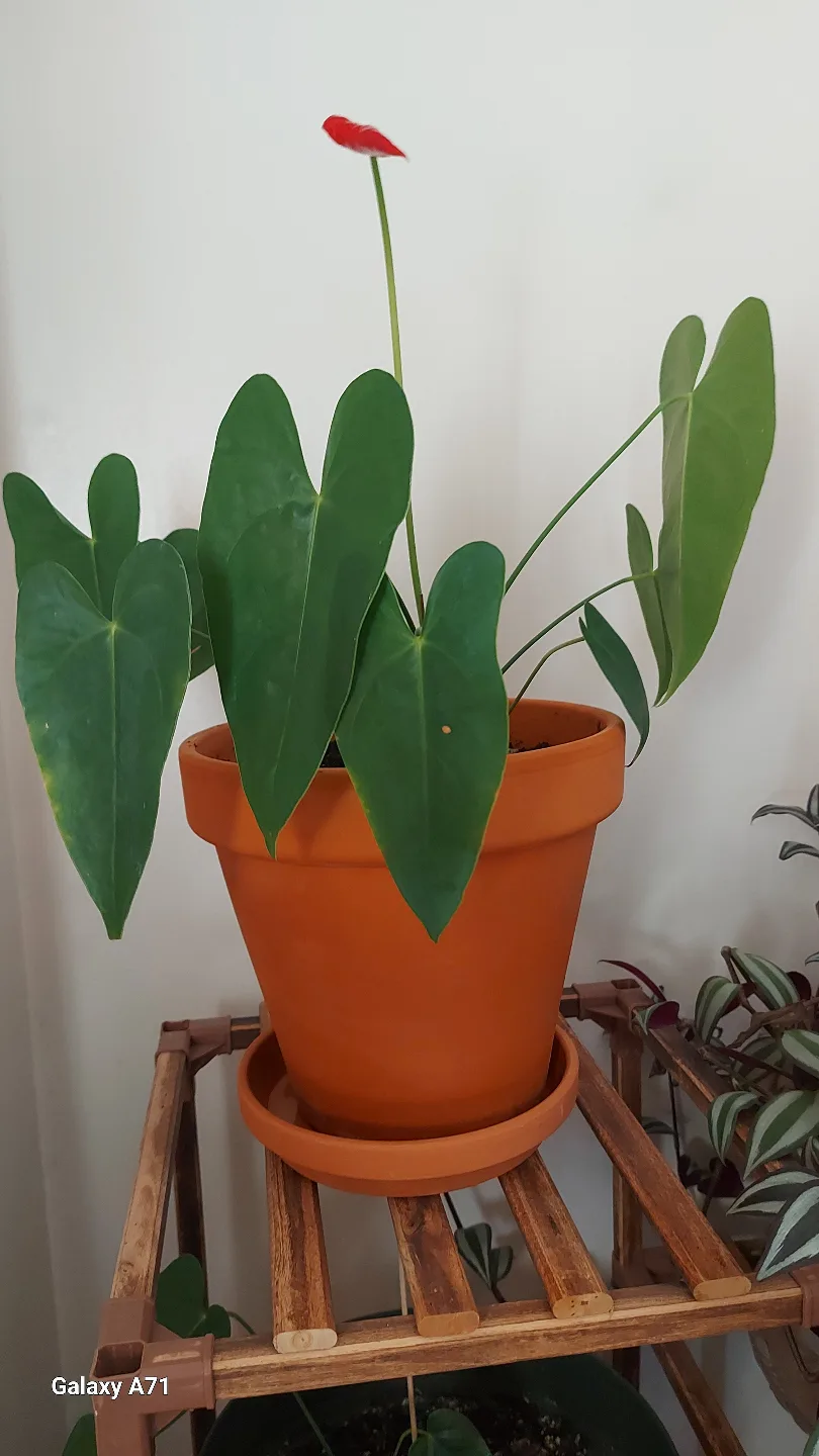 Houseplant New PLANTS. image indicator(2)