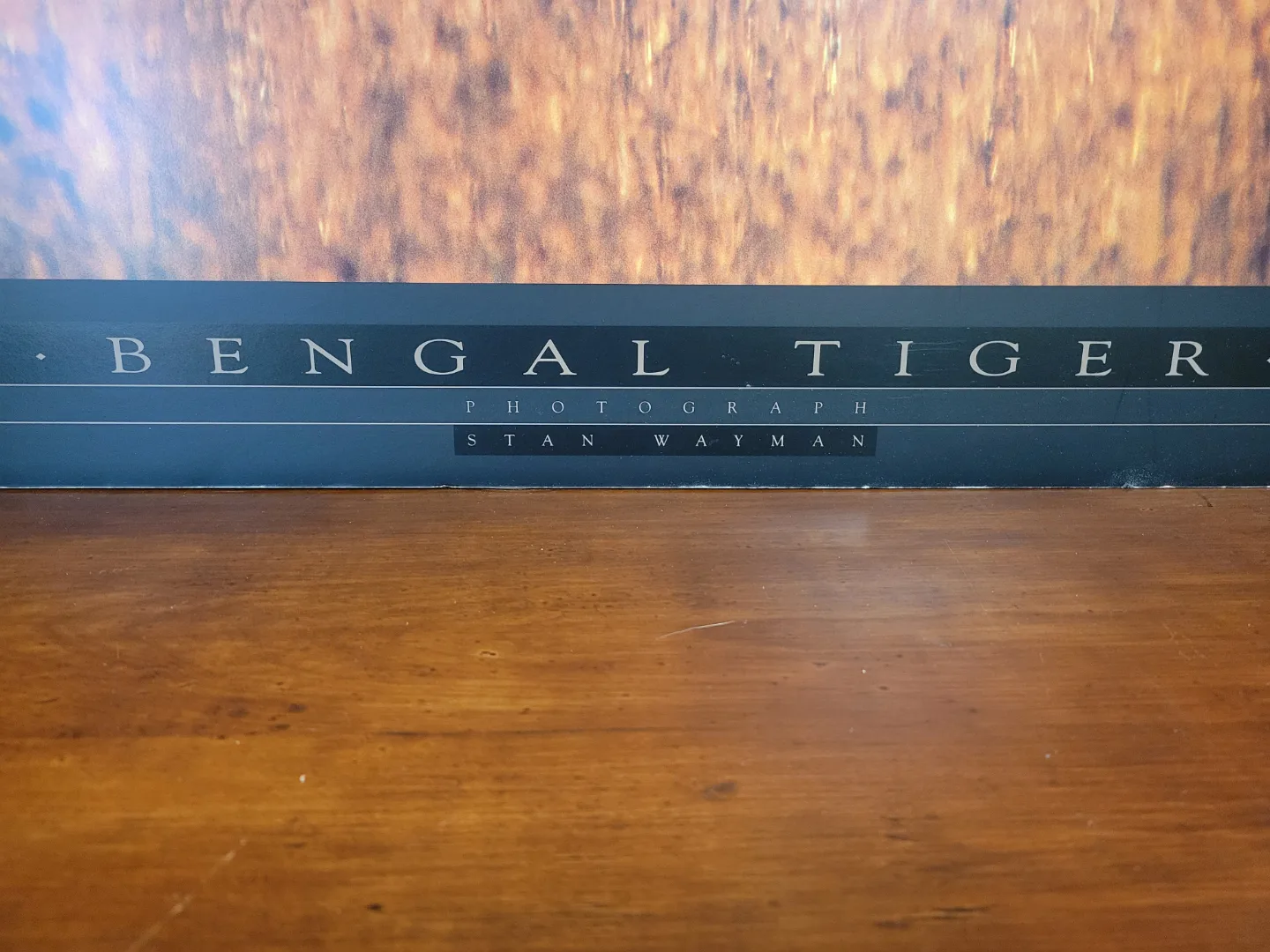 Bengal Tiger Photograph by Stan Wayman image indicator(2)