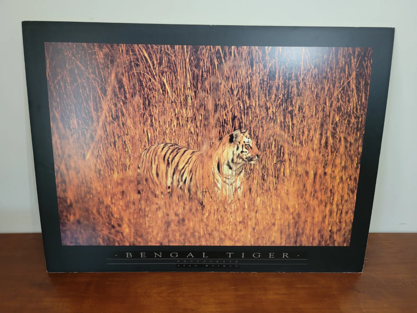 Bengal Tiger Photograph by Stan Wayman image indicator(4)