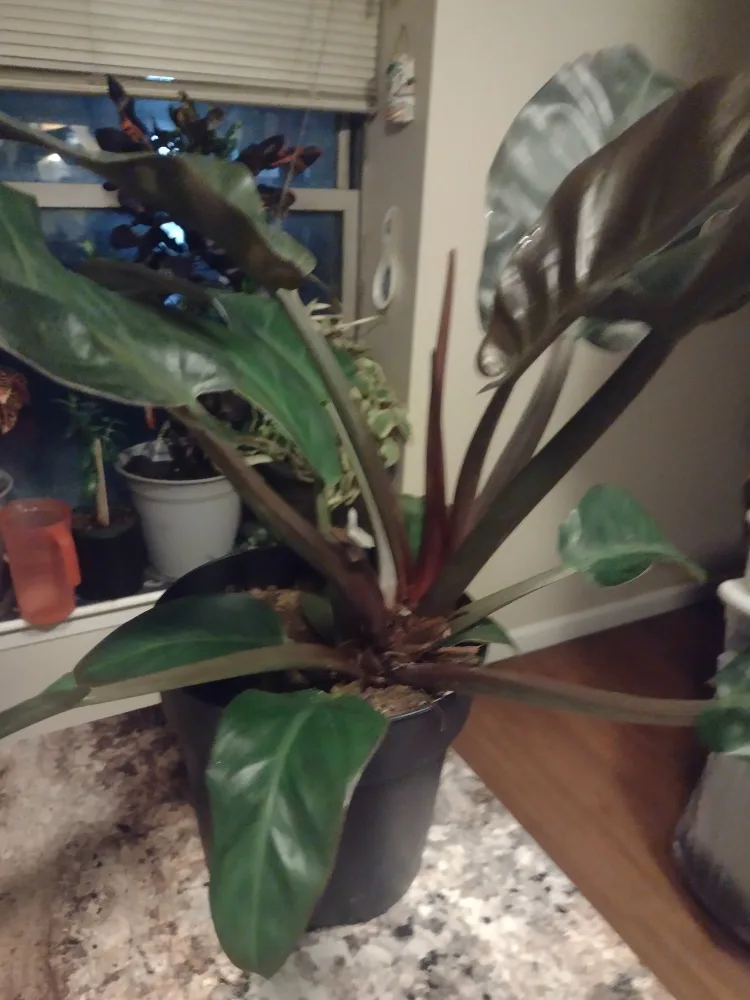 Philodendron Melanochrysum image indicator(2)