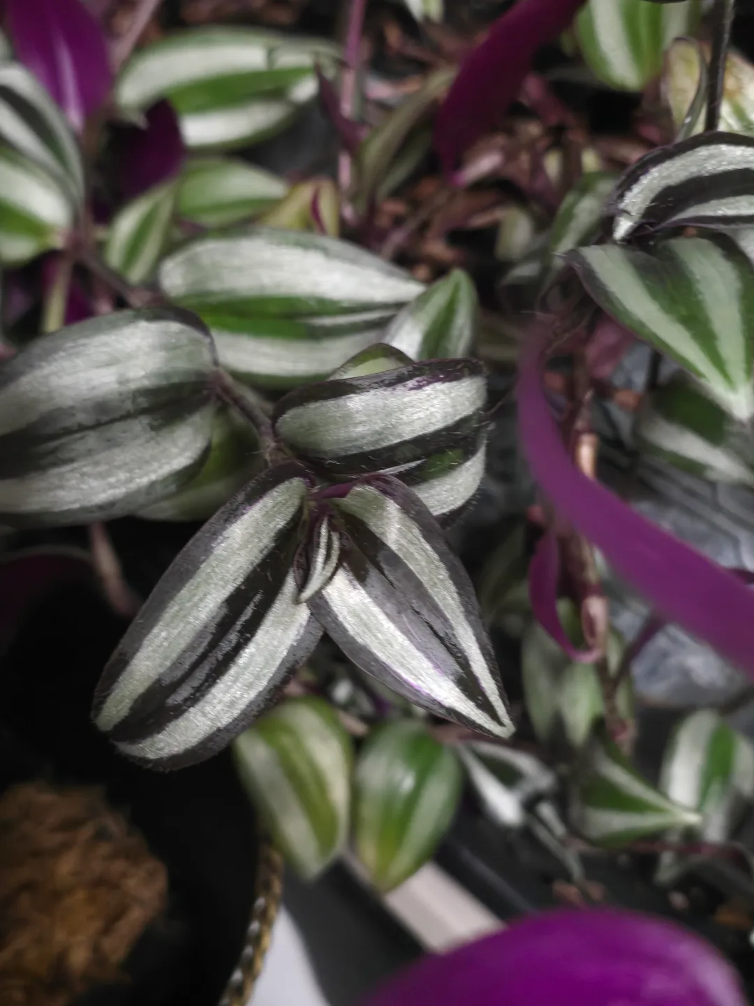 Tradescantia zebrina - Inch Plant image indicator(2)