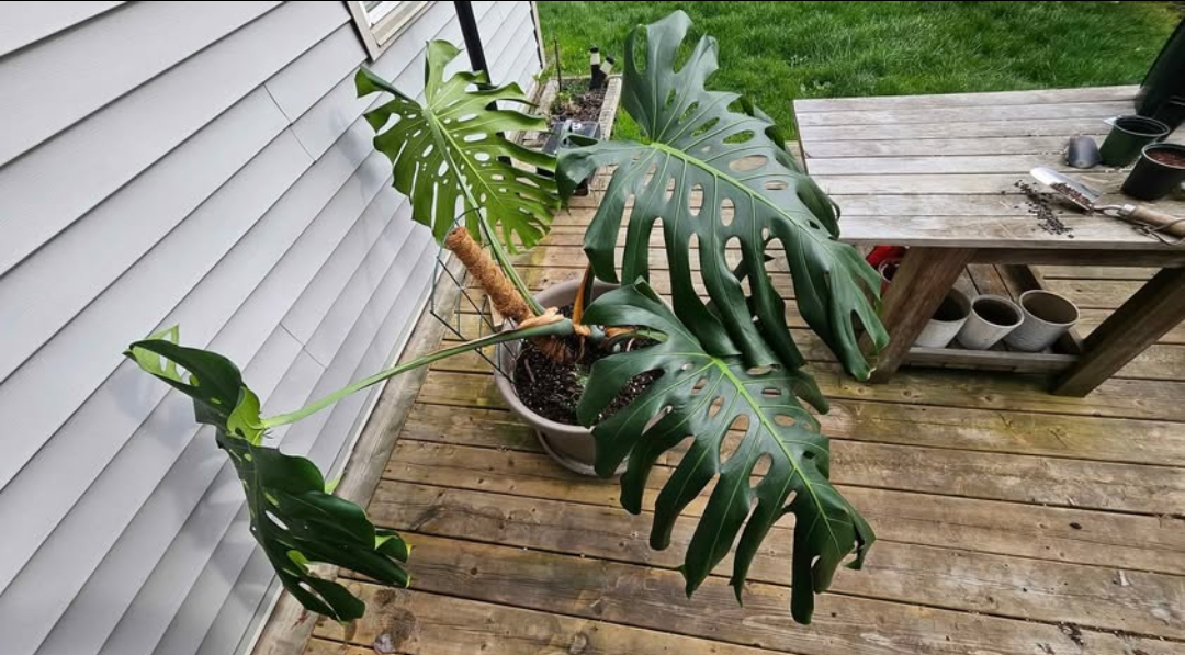 Big, Happy & Healthy Monstera Deliciosa Plant in Pot - photo 2